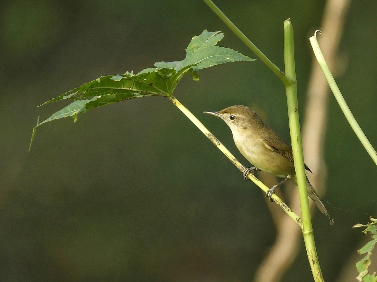 Blyth's Reed Warbler - Renuka Vijayaraghavan