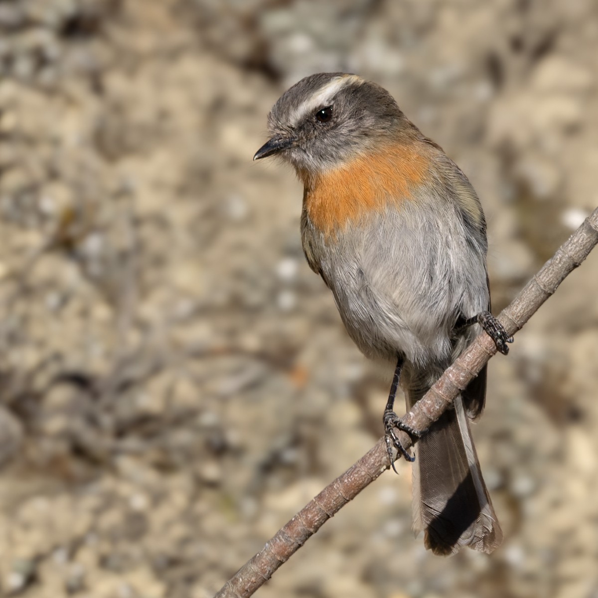 Rufous-breasted Chat-Tyrant - Lars Petersson | My World of Bird Photography