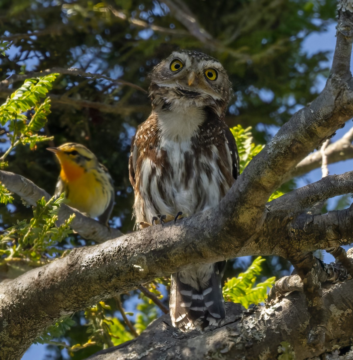 Andean Pygmy-Owl - ML617415761