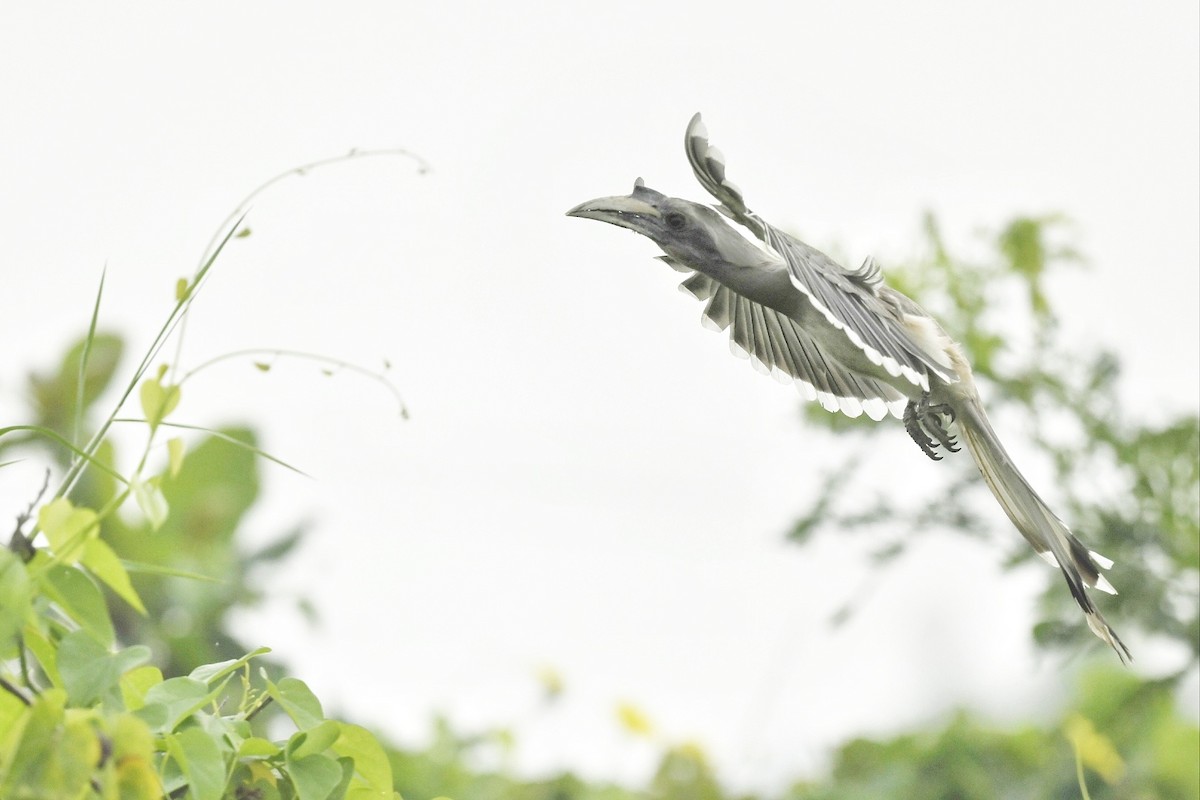 Indian Gray Hornbill - Renuka Vijayaraghavan