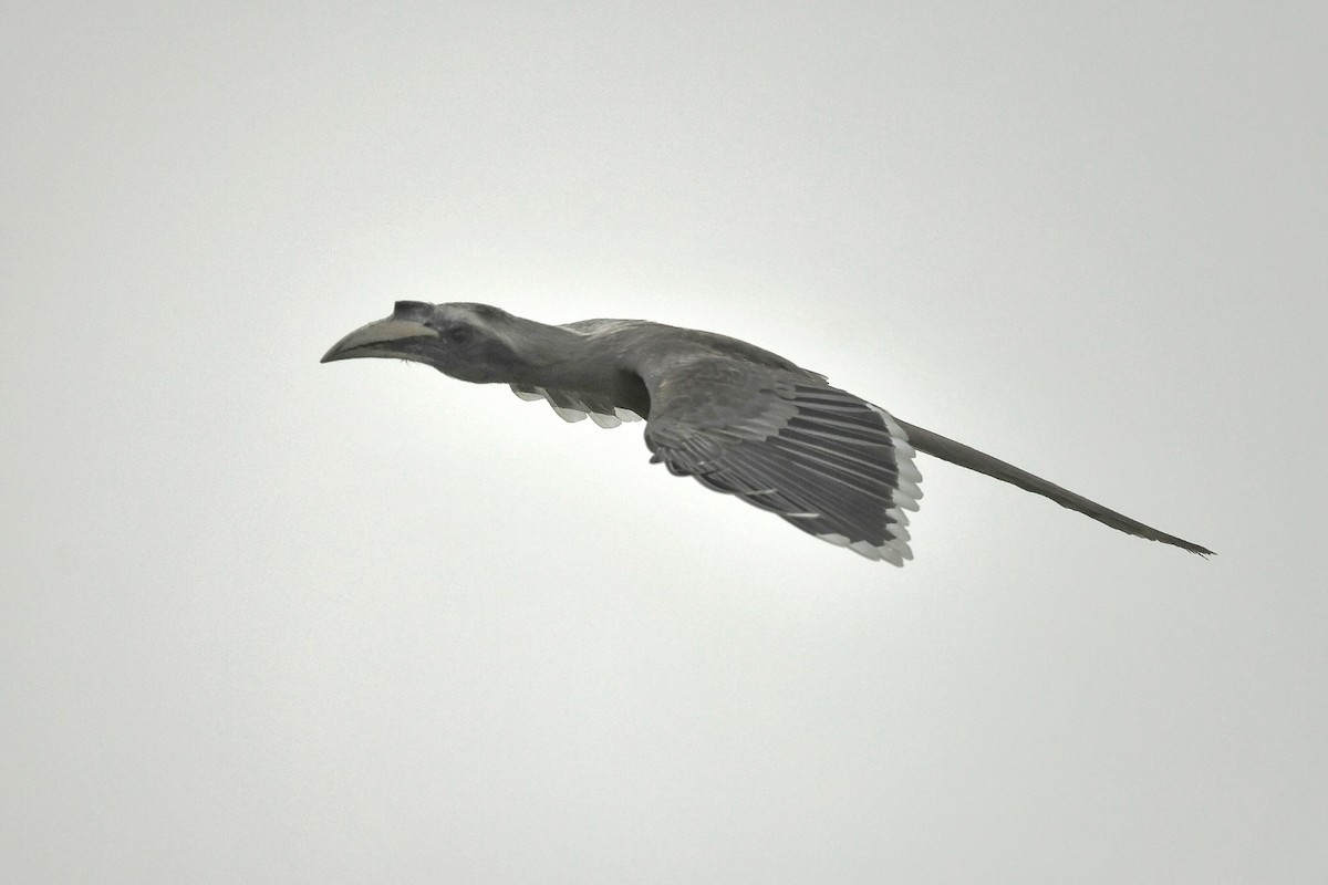 Indian Gray Hornbill - ML617415789
