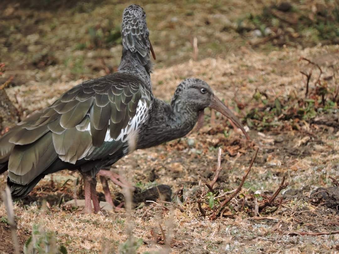 ibis etiopský - ML617415905