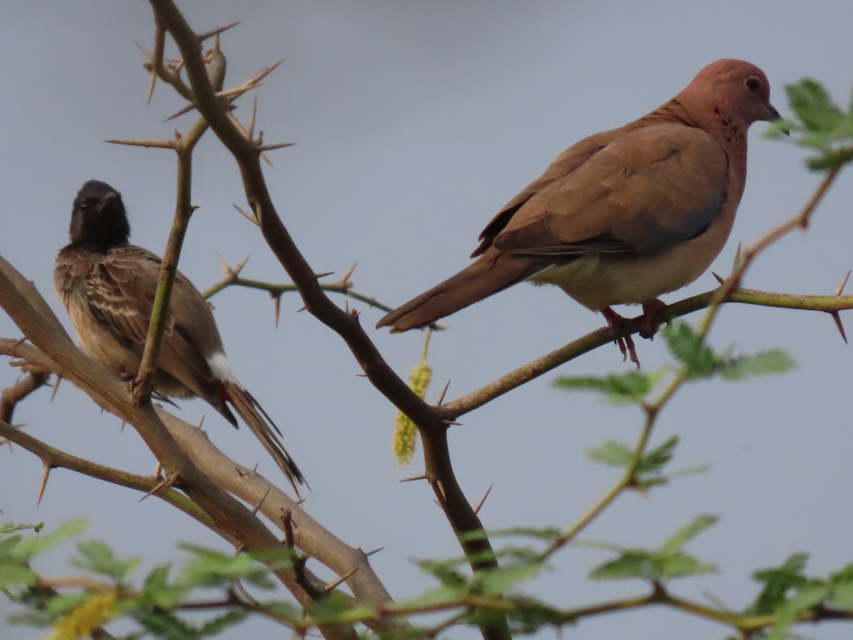 Laughing Dove - ML617415914