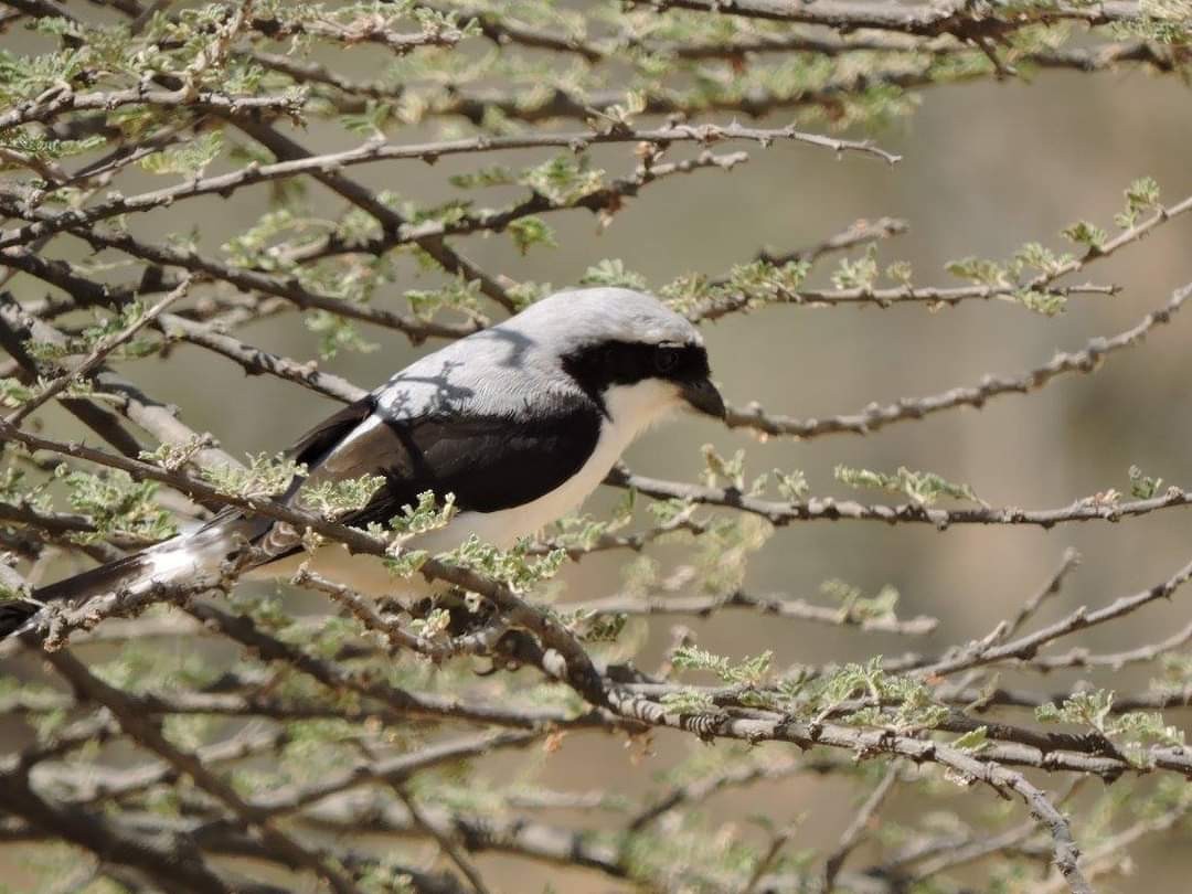Gray-backed Fiscal - Alex Trollope