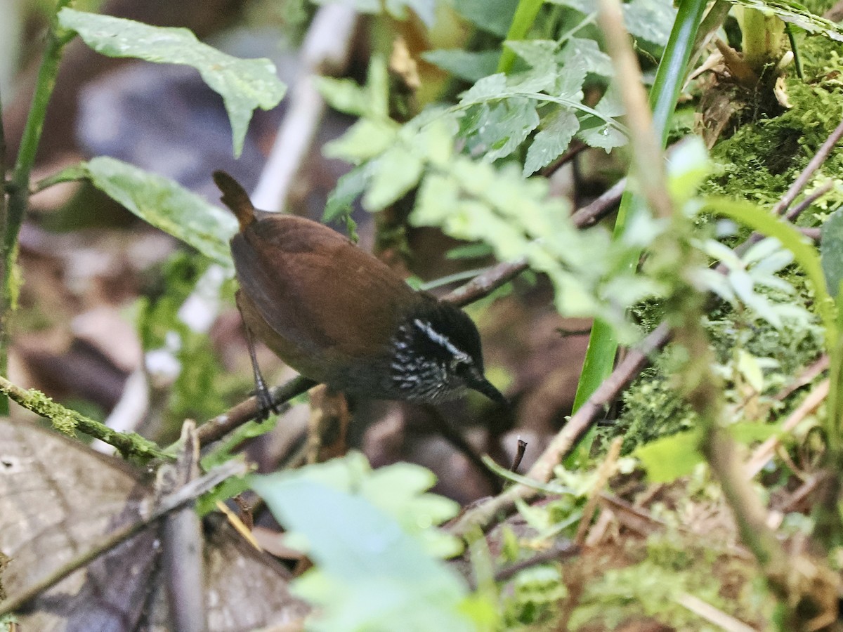 Gri Göğüslü Çıtkuşu (leucophrys/boliviana) - ML617416011