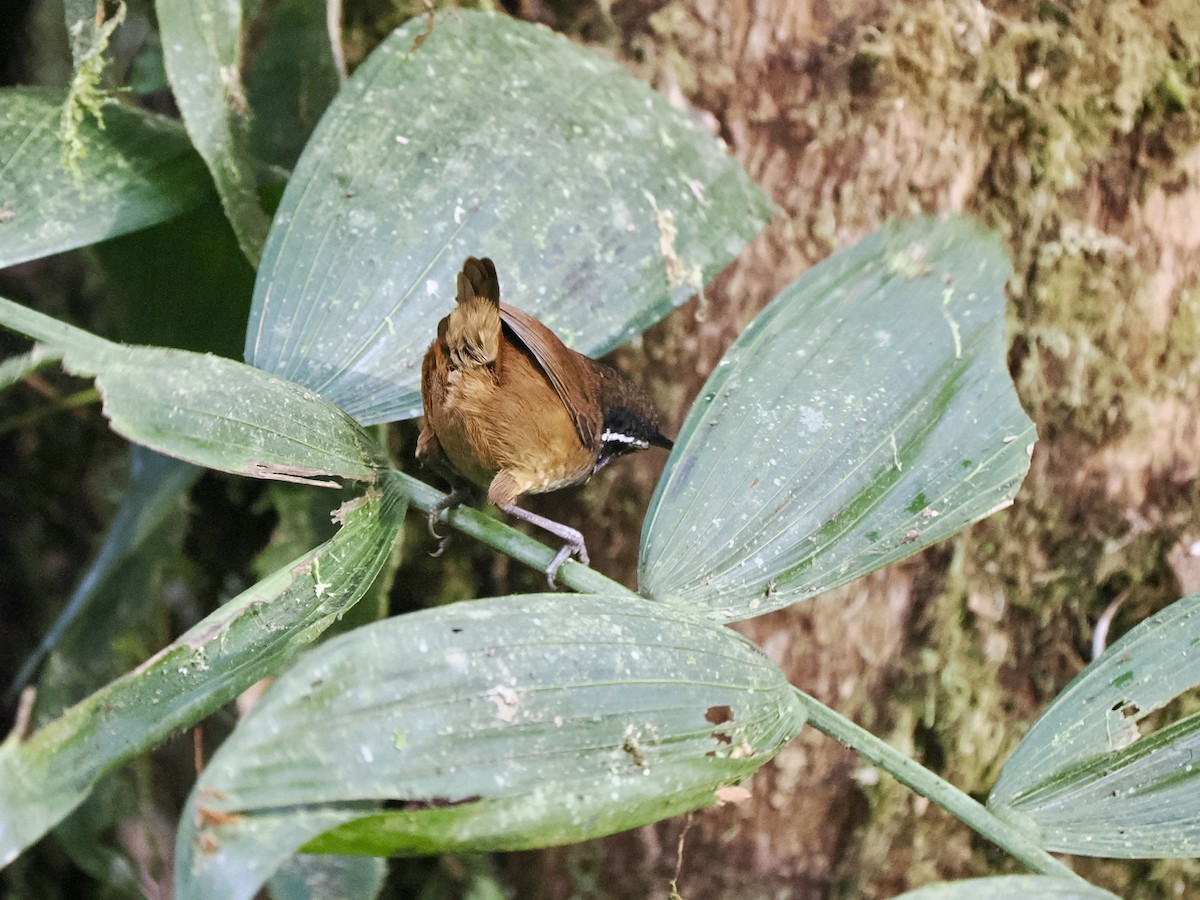 Cucarachero Pechigrís (leucophrys/boliviana) - ML617416012