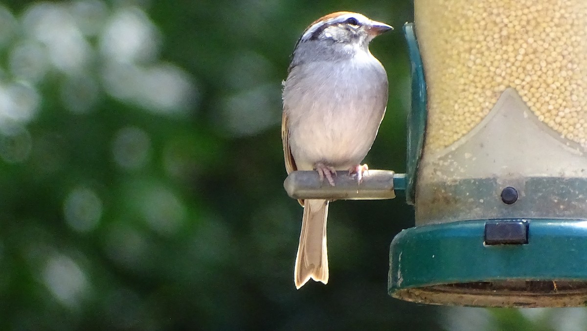 Chipping Sparrow - ML617416077