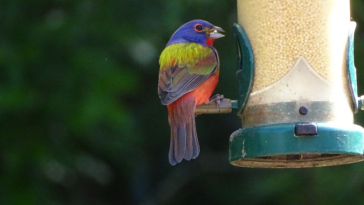 Painted Bunting - ML617416166
