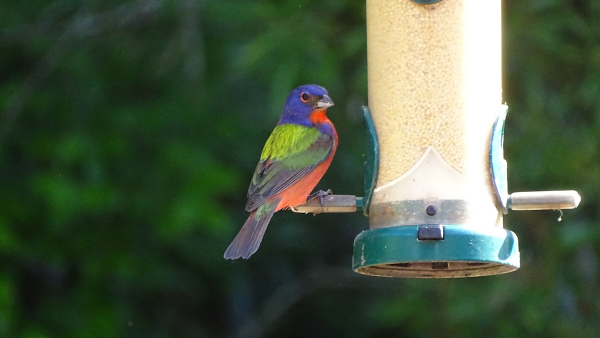 Painted Bunting - ML617416167