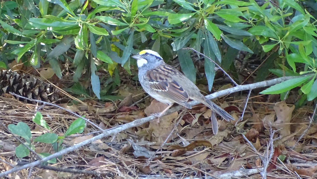 White-throated Sparrow - ML617416171