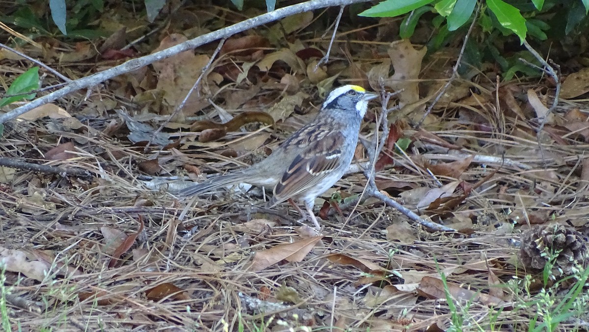 White-throated Sparrow - ML617416172