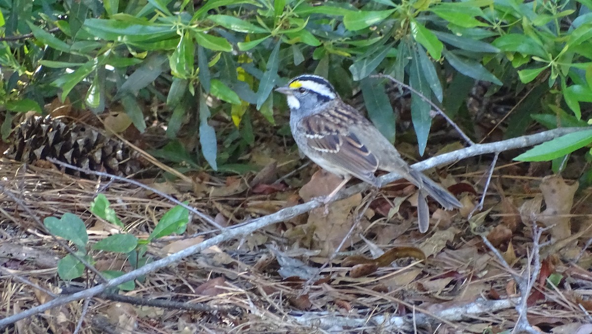White-throated Sparrow - ML617416173