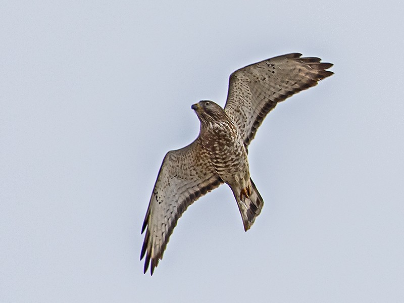 Broad-winged Hawk - ML617416178