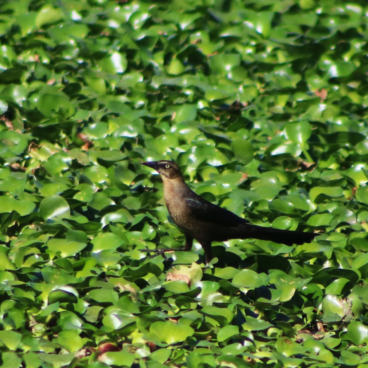 Great-tailed Grackle - ML617416189