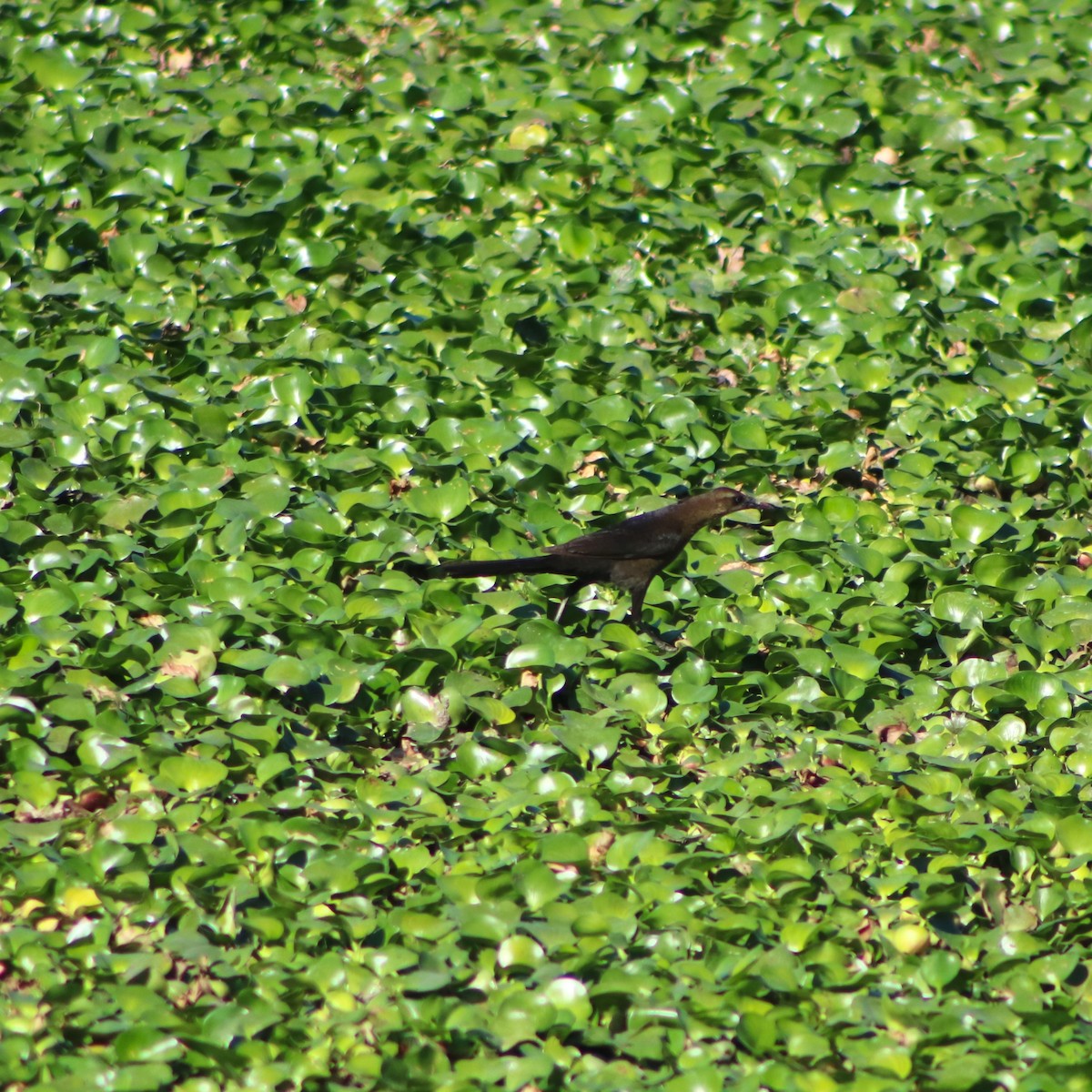 Great-tailed Grackle - ML617416190