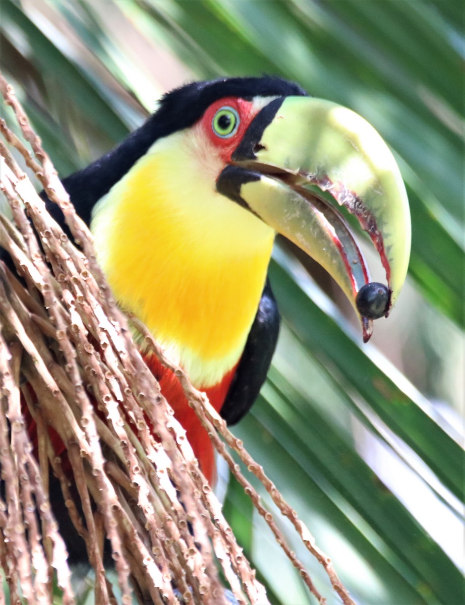 Red-breasted Toucan - ML617416192