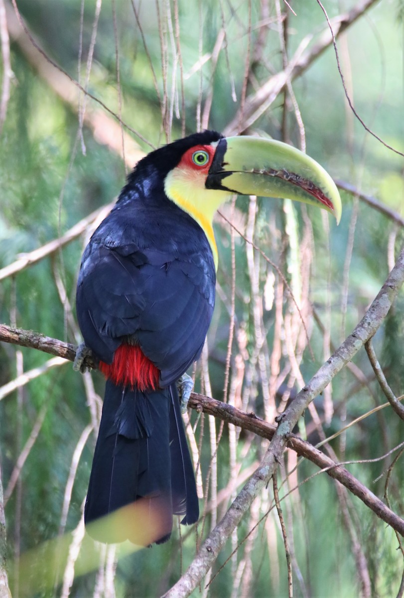 Red-breasted Toucan - ML617416193