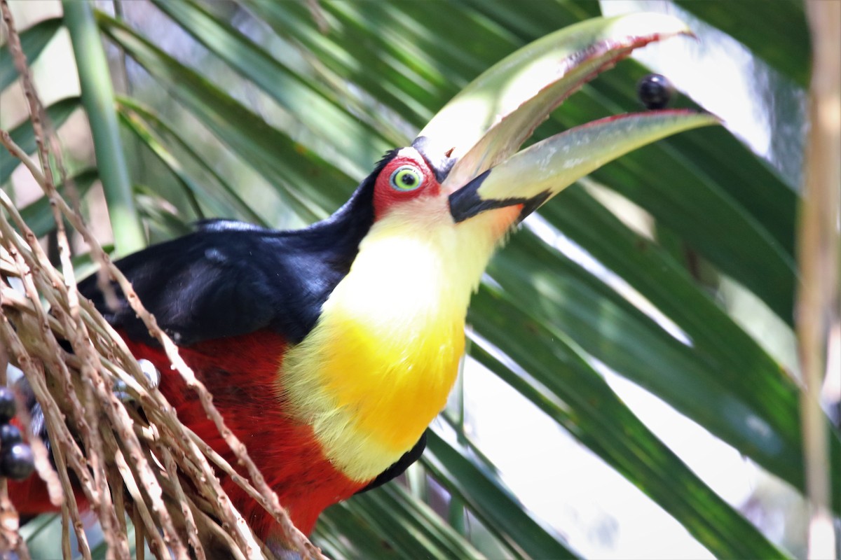 Red-breasted Toucan - ML617416194