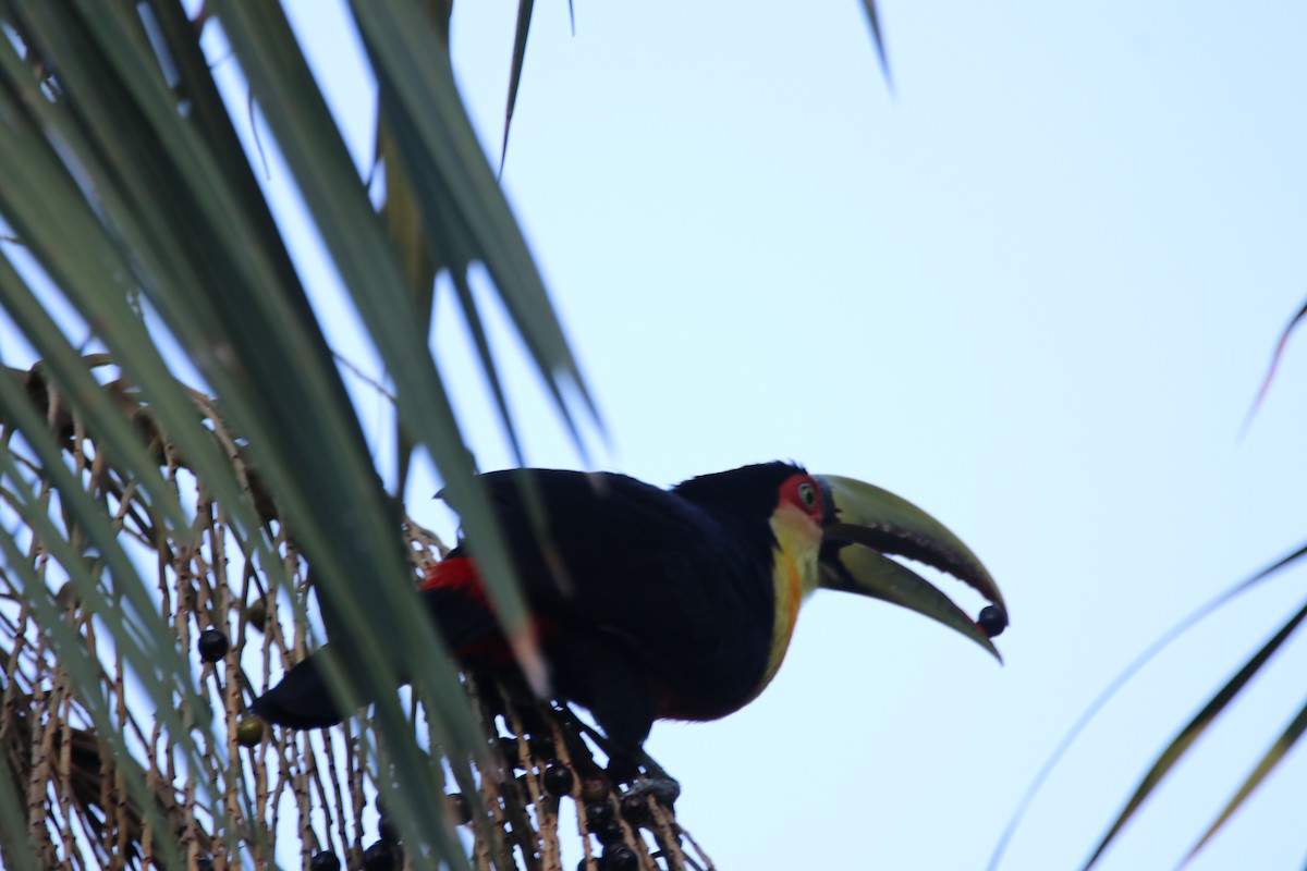 Red-breasted Toucan - ML617416196