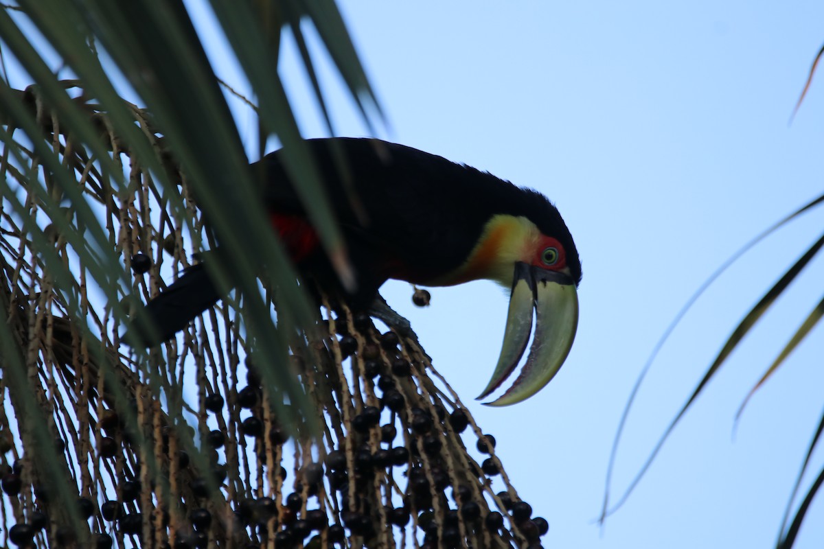 Red-breasted Toucan - ML617416197