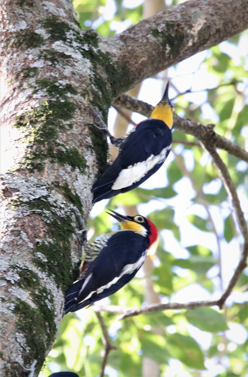 Yellow-fronted Woodpecker - ML617416213