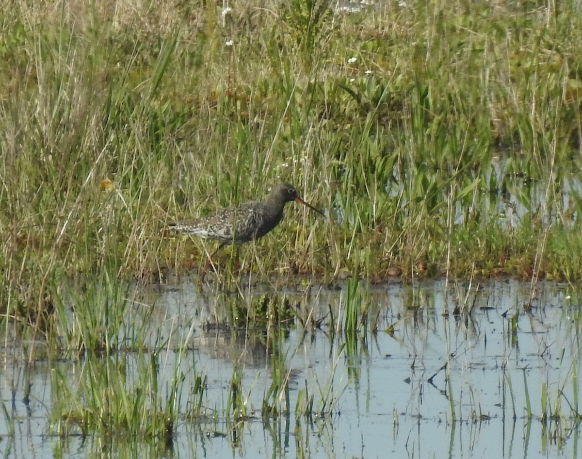 Spotted Redshank - ML617416229