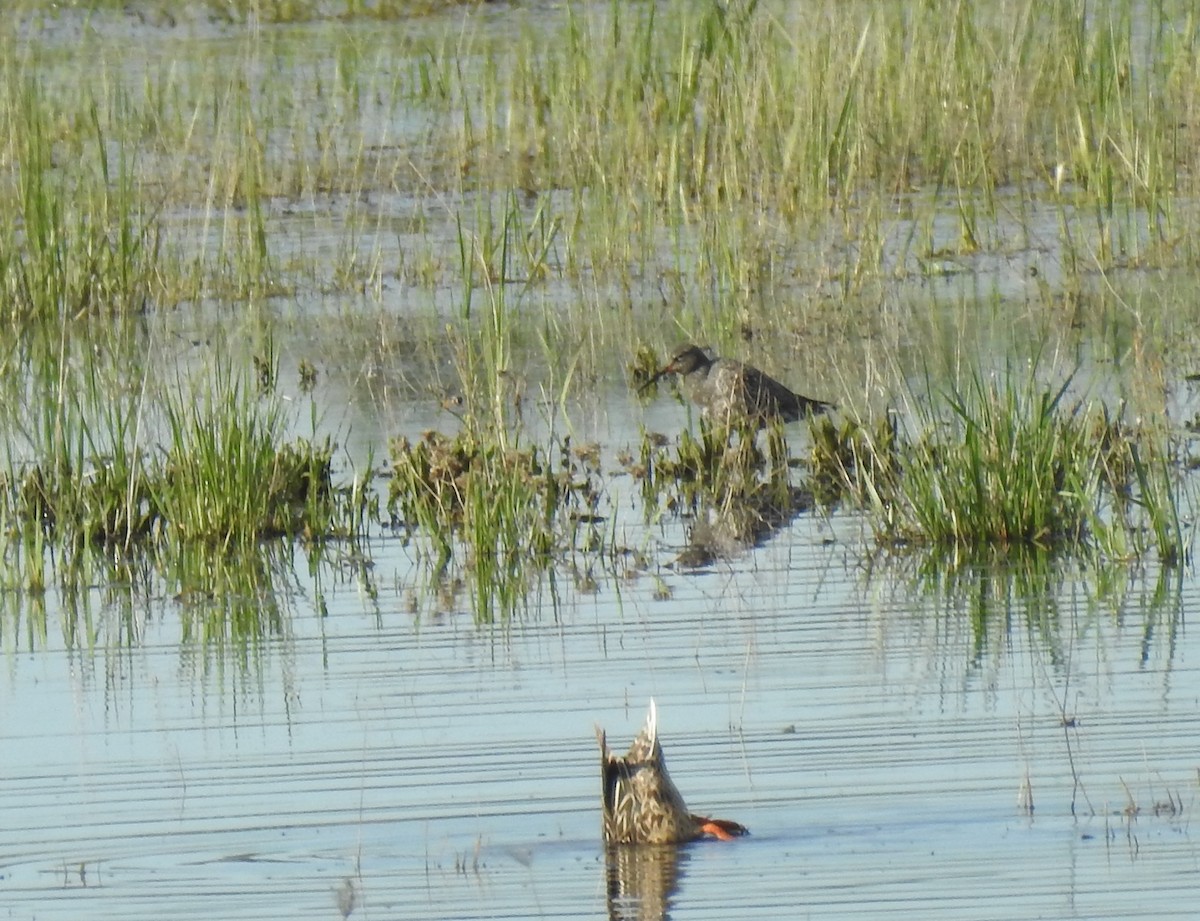 Spotted Redshank - ML617416231