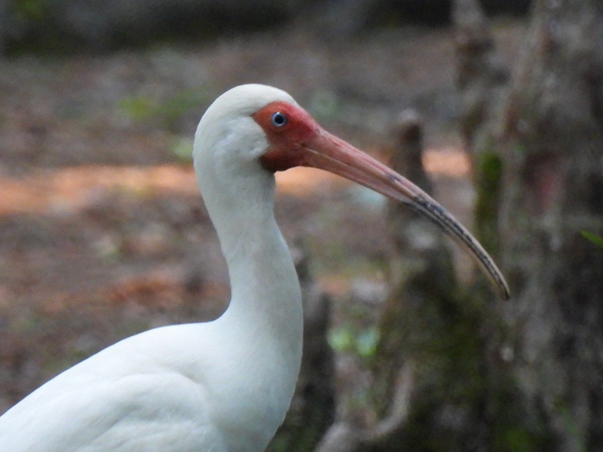 ibis bílý - ML617416380