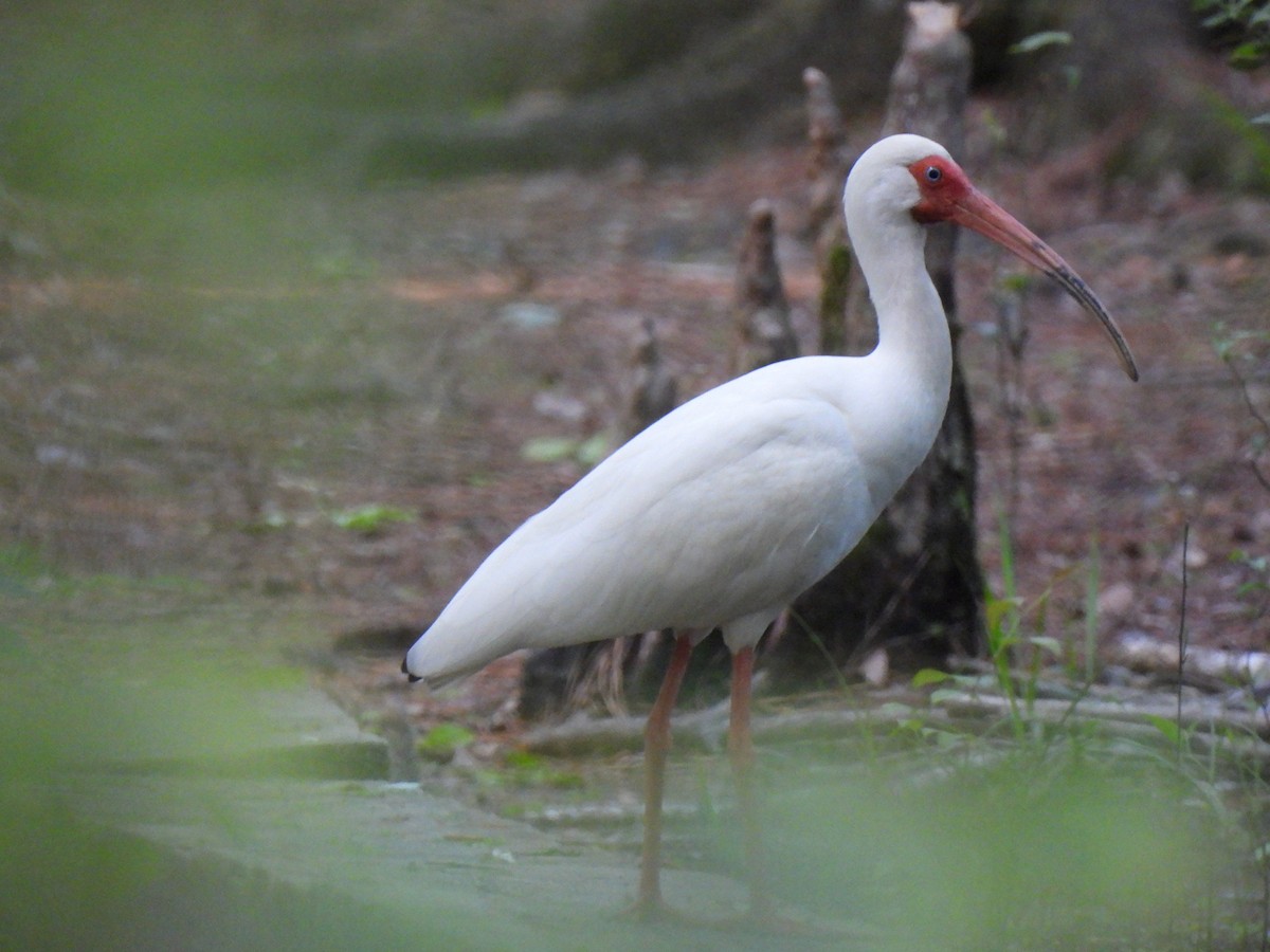 ibis bílý - ML617416381