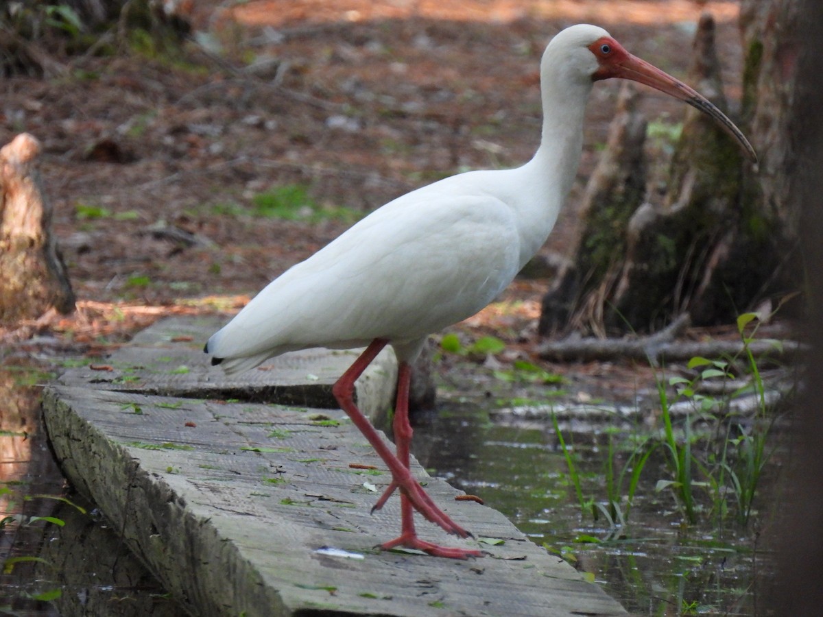 ibis bílý - ML617416382