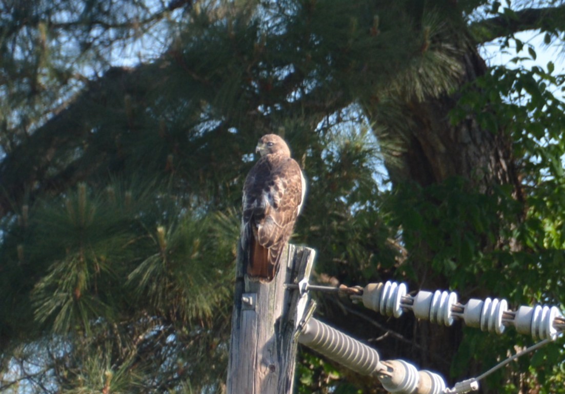 Red-tailed Hawk - ML617416499