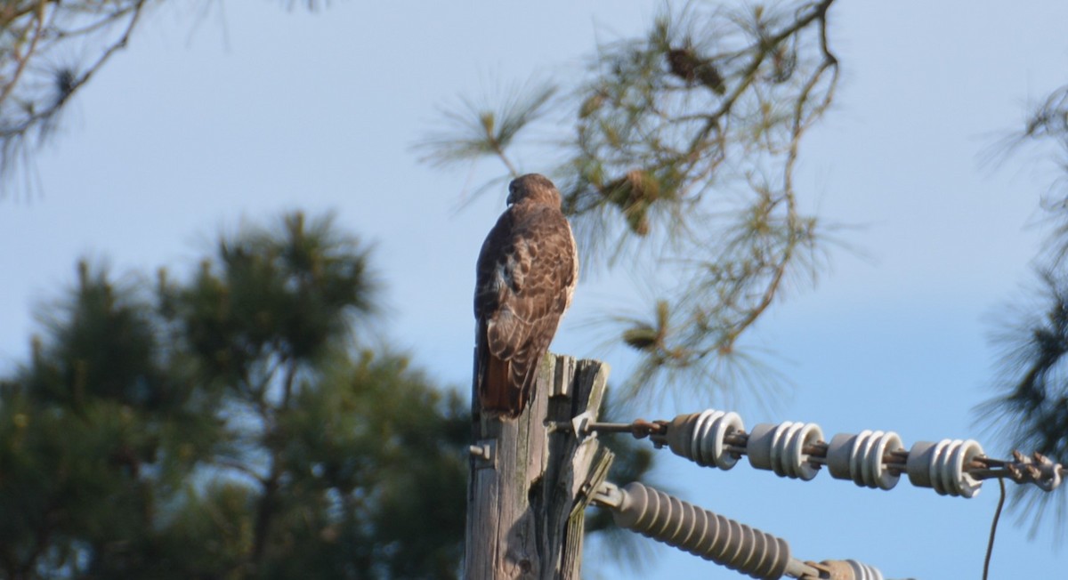 Red-tailed Hawk - ML617416506