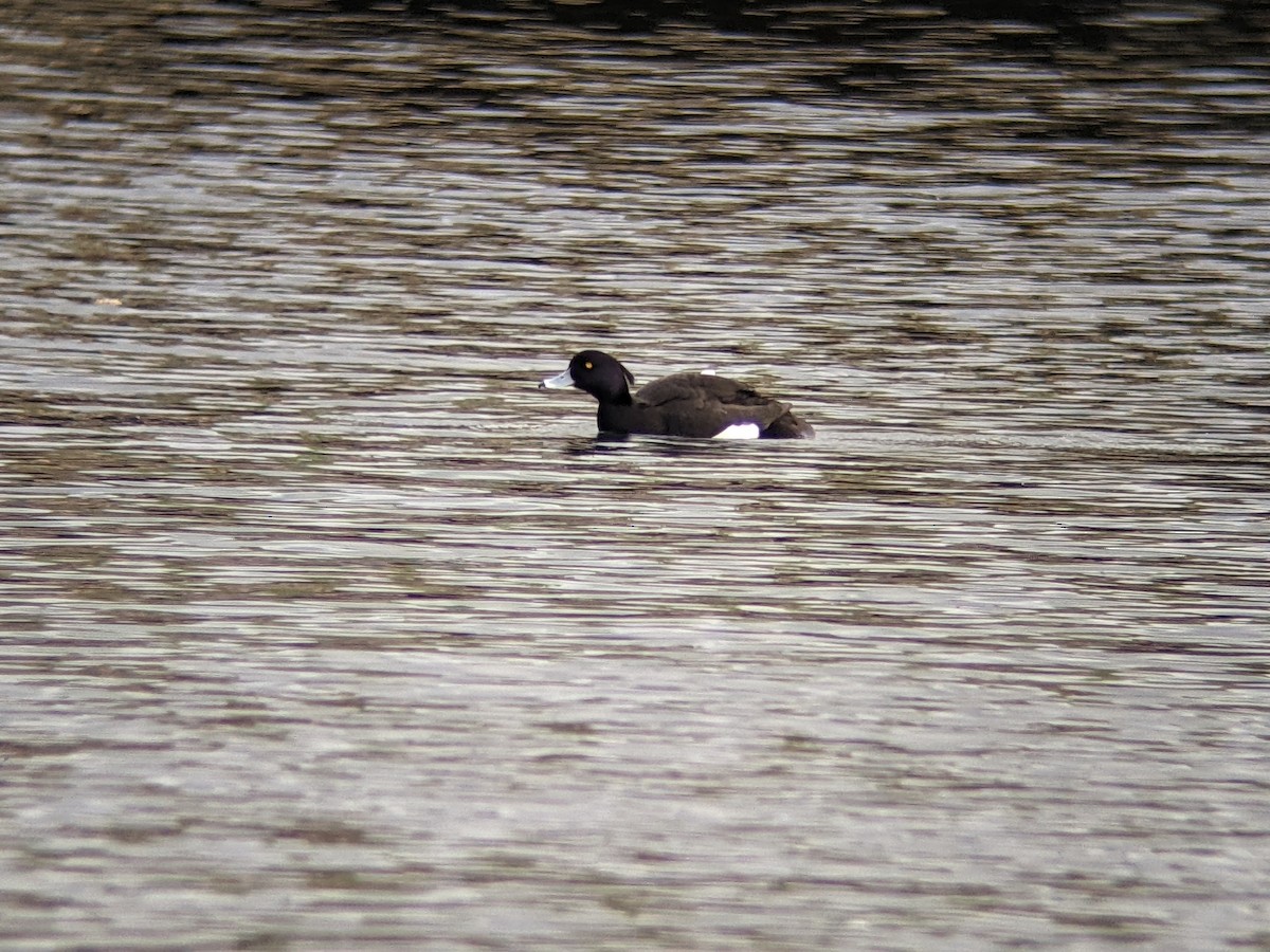 Tufted Duck - ML617416517