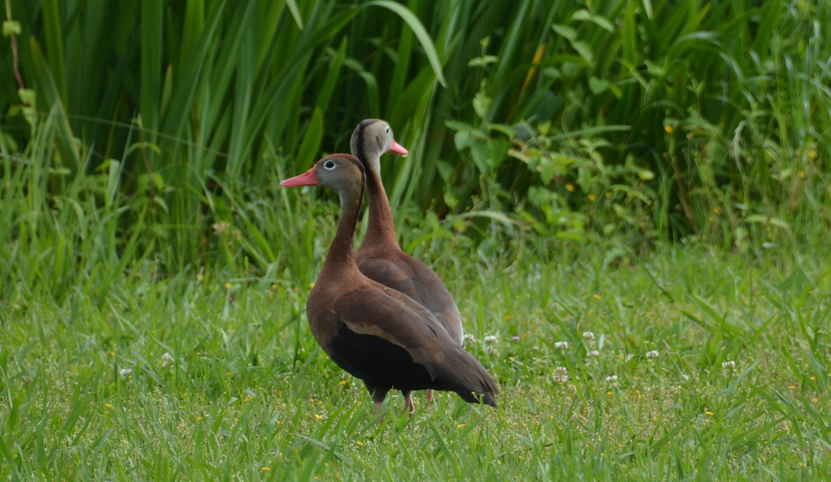 Black-bellied Whistling-Duck - ML617416524