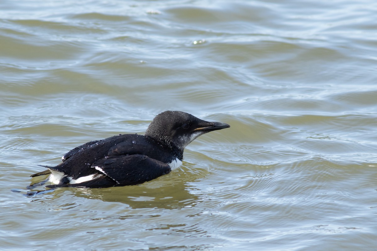 Thick-billed Murre - Max McCarthy