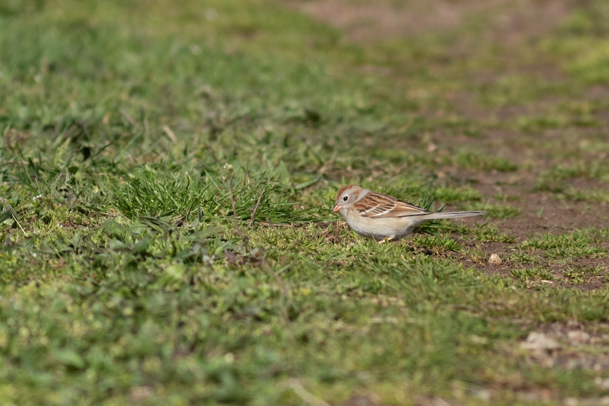 Field Sparrow - ML617416663