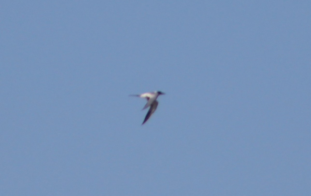 eBird Checklist - 14 Apr 2024 - Illinois Beach SP--South Unit - 71 species