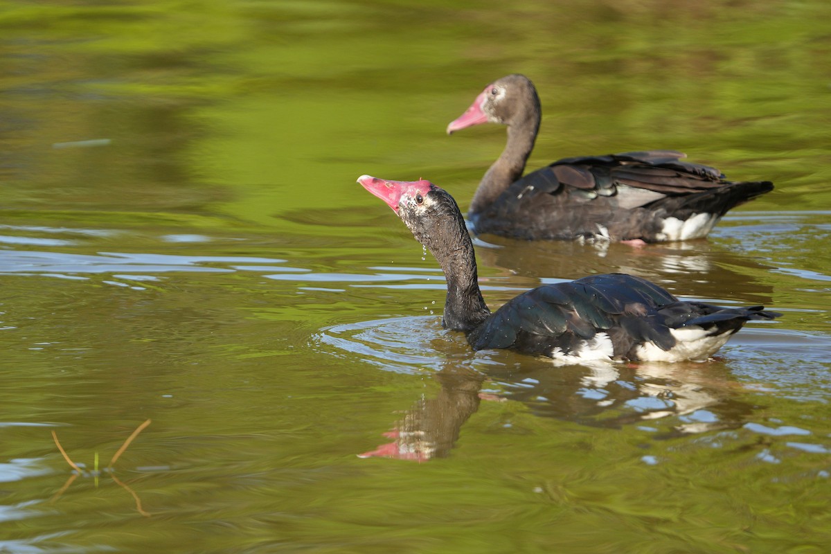 Spur-winged Goose - ML617416754