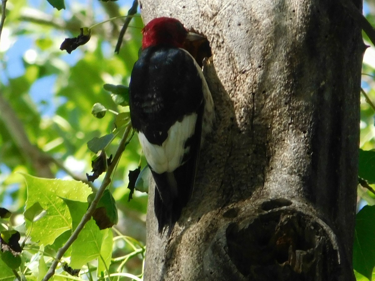 Red-headed Woodpecker - Dina Perry