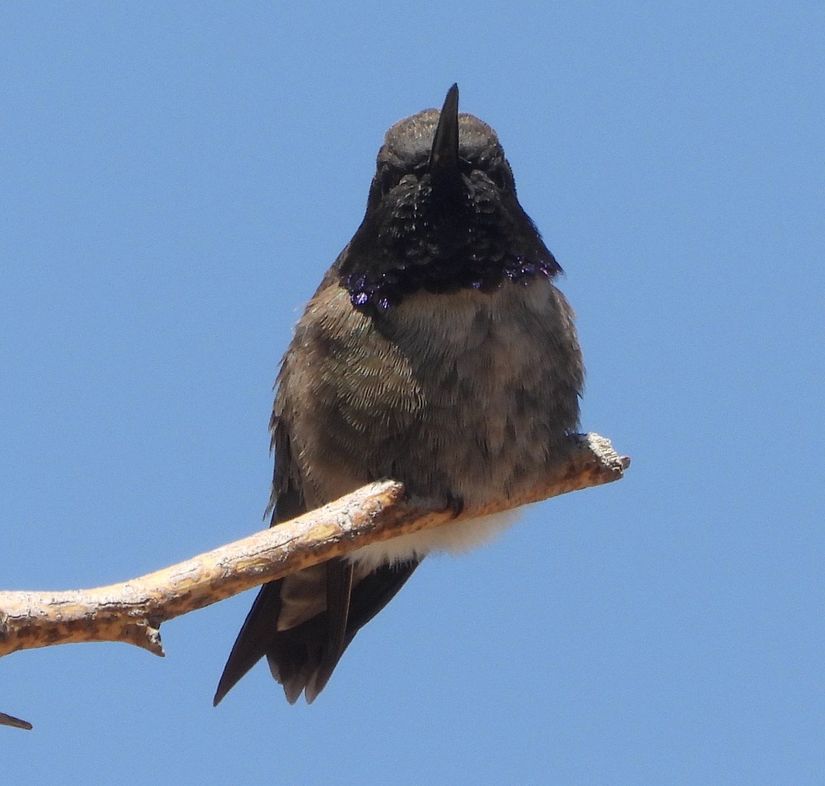 Black-chinned Hummingbird - ML617416846