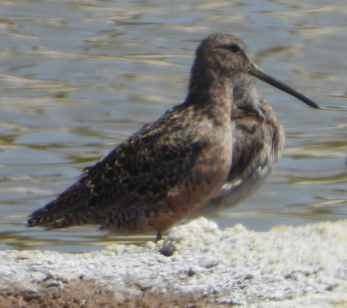 Long-billed Dowitcher - ML617416856