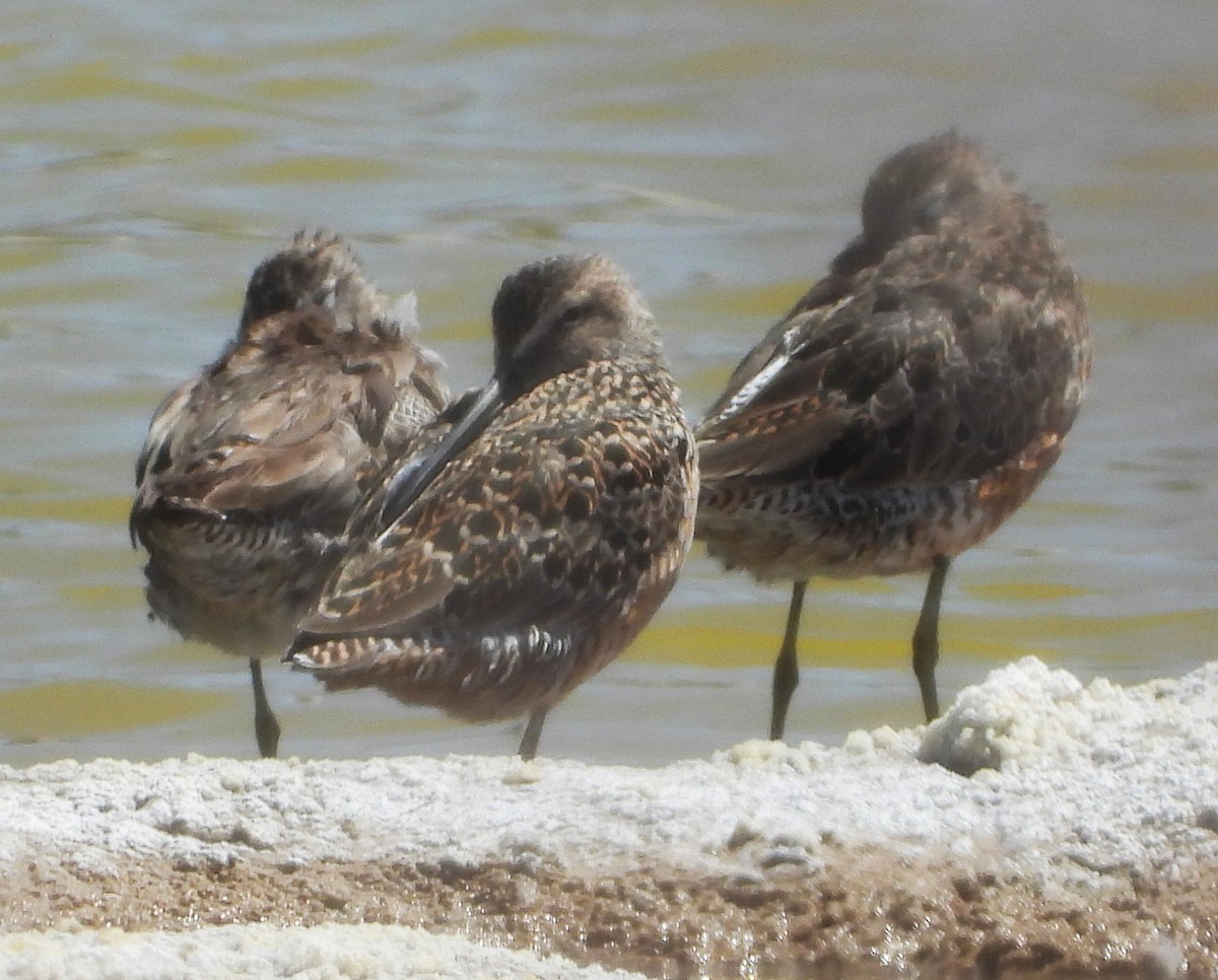 Long-billed Dowitcher - ML617416857