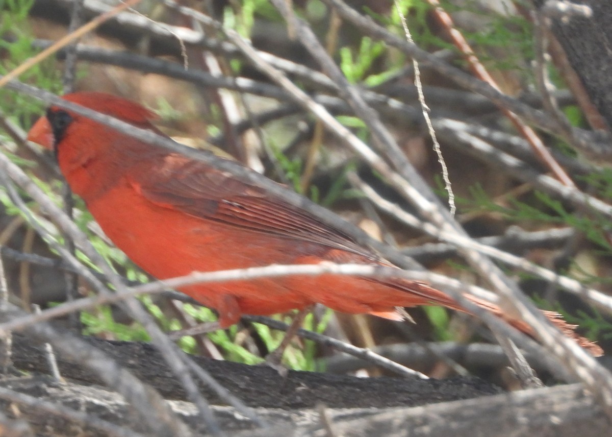 Northern Cardinal - Shiela Shallcross