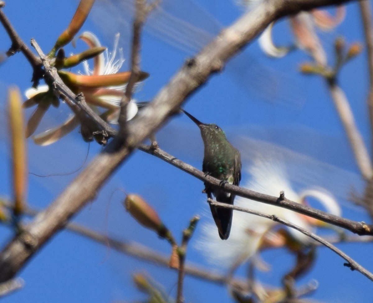 Blue-vented Hummingbird - ML617416905