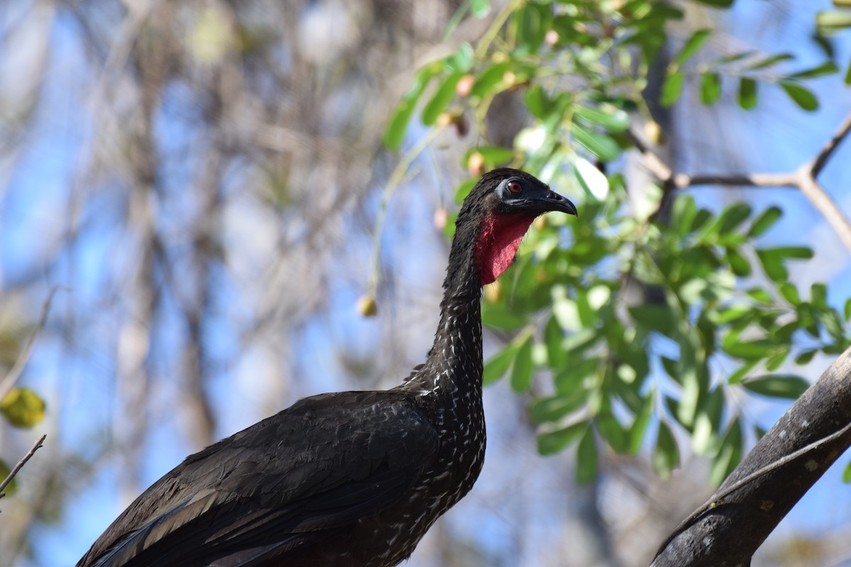 Crested Guan - ML617416974