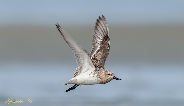 Definitive Alternate Plumage, probable female.&nbsp; - Spoon-billed Sandpiper - 