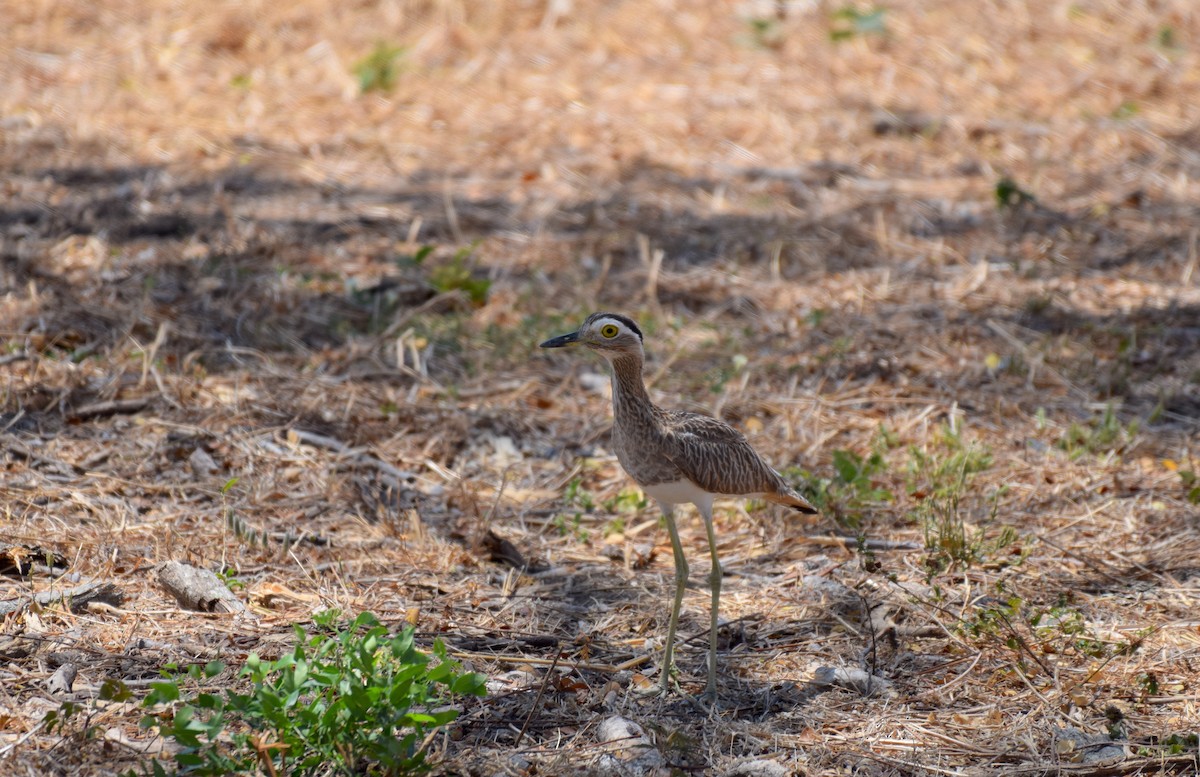Double-striped Thick-knee - ML617417264