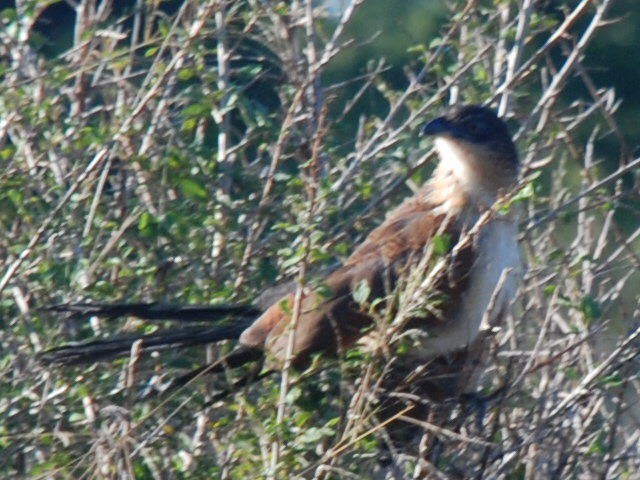 White-browed Coucal - ML617417286