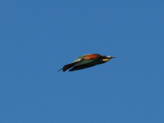 European Bee-eater - ML617417306