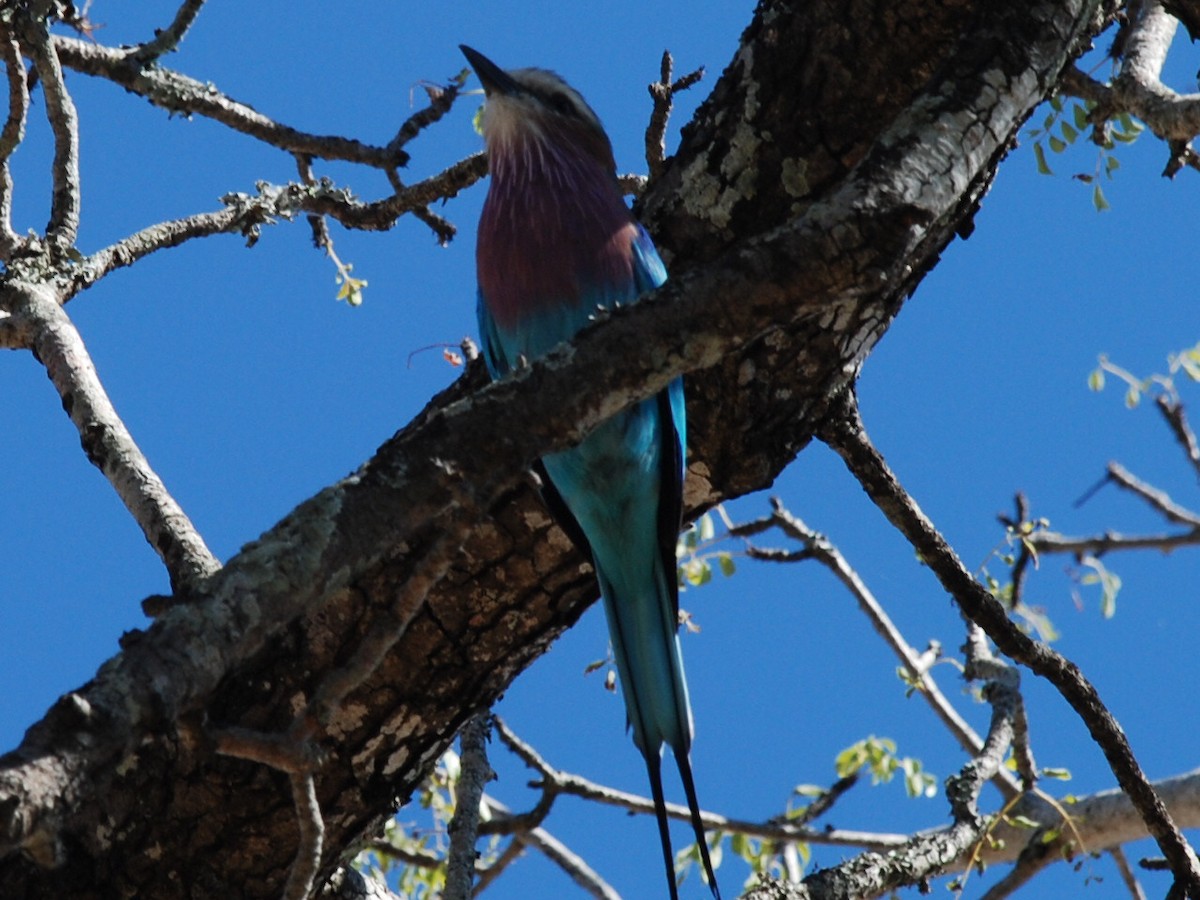 Lilac-breasted Roller - ML617417324